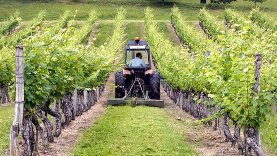Un vigneron au travail sur le terroir des côtes de Saint-Mont dans le Gers. ©AFP - © Pascal Pavani