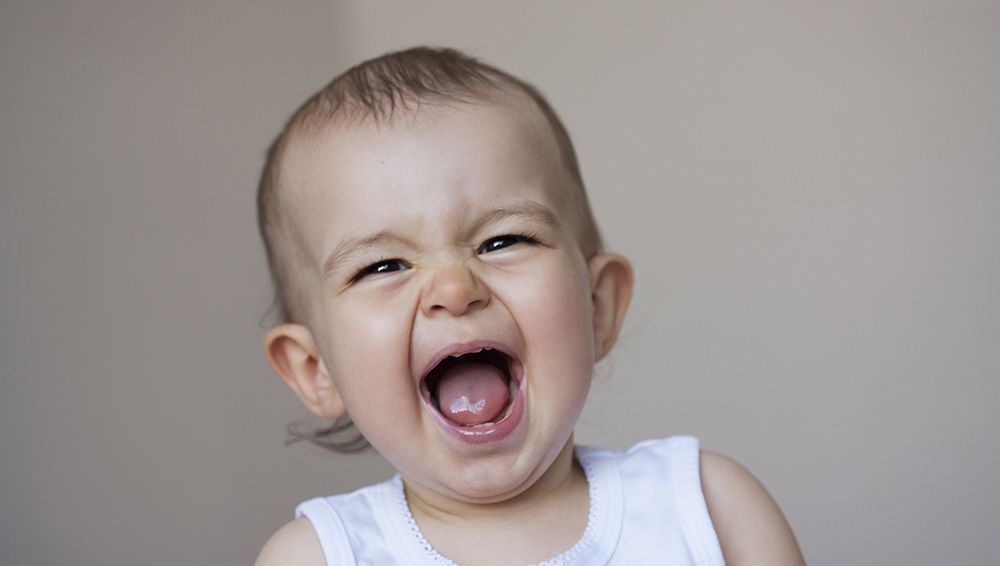 Le Rire Des Animlaux