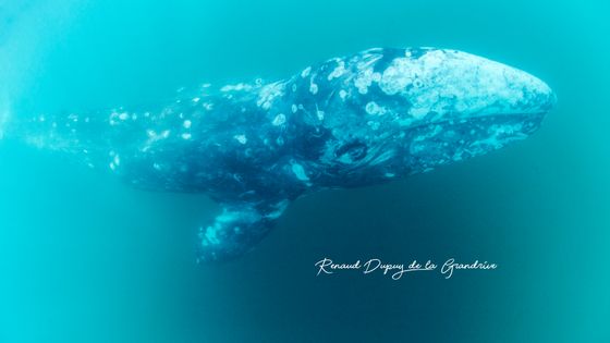 Le baleineau Wally, de l'espèce des baleines grises - Renaud Dupuy de la Grandrive