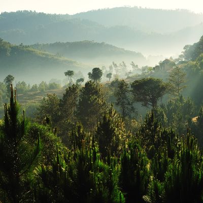 Forêt, Fandriana Ambohitralanana, Madagascar