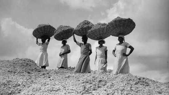 Des femmes transportent de la fibre de canne à sucre, Antilles, 1934. ©Getty - Fox Photos