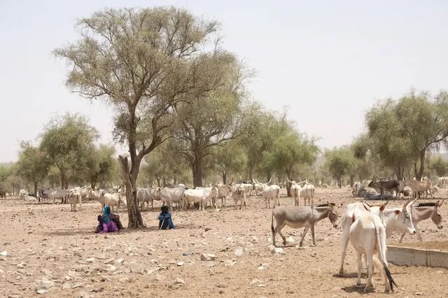 Le Nord Sénégal, région de transhumance. Les éleveurs, notamment peuls, y vivent avec leurs troupeaux.