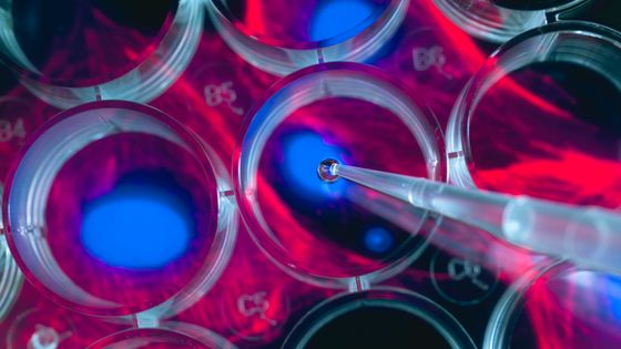 Depuis quand développe-t-on en laboratoire des chimères ? ©Getty - Andrew Brookes