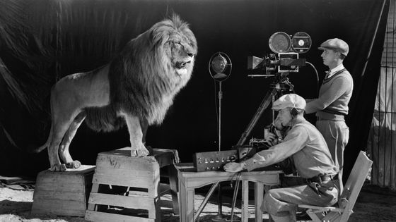 Photographie de Léo, le lion rugissant de la MGM. - John Kobal Foundation/Getty Images