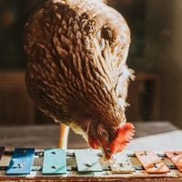 Gallus gallus domesticus faisant tintinnabuler un lamellophone miniature