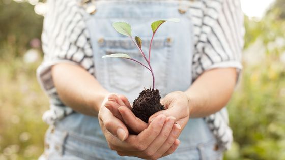 La société propose d'héberger des végétaux pour les protéger puis les revendre avec tous les bons conseils pour les faire vivre. ©Getty - Lilly Roadstones