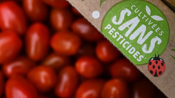Tomates bio, tomates hors-sol, tomates labellisées "bonnes pratiques" (ici en Bretagne) ou tomates importées moins chères ? Pour chacune, les règles de production sont différentes, alors que 40 % des fruits consommés en France sont importés. ©AFP - Fred Tanneau