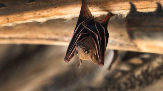 Zoonose : Le virus de l'animal à l'homme ©Getty - Rapeepong Puttakumwong