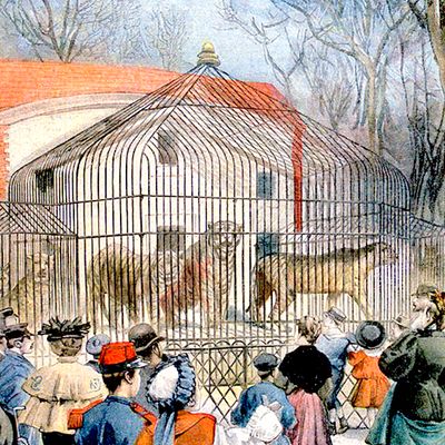 "La nouvelle rotonde des fauves au Jardin des Plantes", Des gens font la queue pour voir des tigres en captivité. Une illustrée du Petit Journal, le 31 mars 1895.