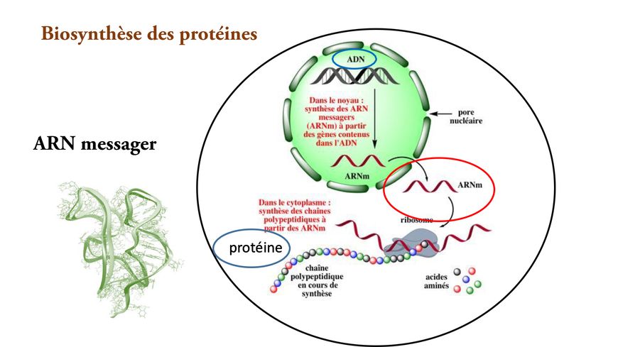 Schéma réalisé par Chantal Pichon représentant la transformation de l'ARN messager en protéine.