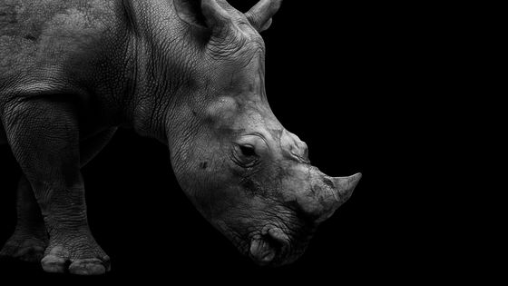 Après les cygnes noirs, les dragons noirs, l'expression "rhinocéros gris" a été forgée pour désigner ces catastrophes qu’on voit venir de loin mais face auxquelles on reste comme paralysés de terreur. ©Getty - George Mdivanian / EyeEm