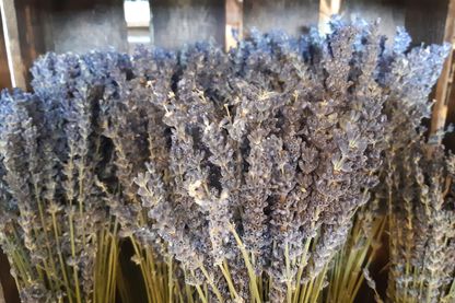 La lavande plante symbolique de la région La lavande plante symbolique de la région