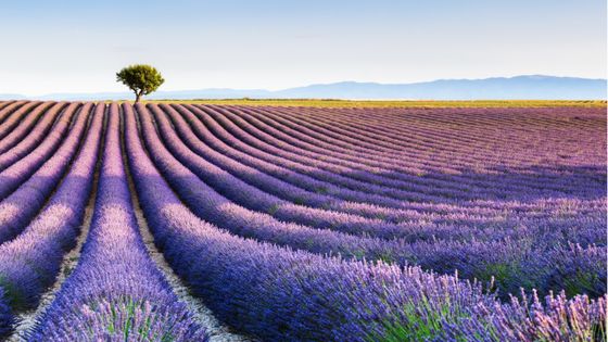 Champ de lavande en fleur, sud de la France ©Getty - Matteo Colombo