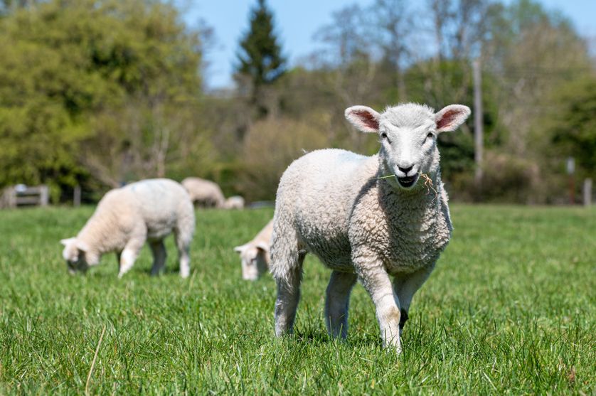 Un mouton, deux moutons, trois moutons