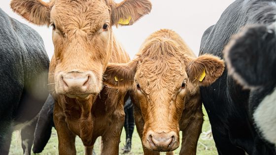Jeunes vaches limousines ©Getty - Justin Paget