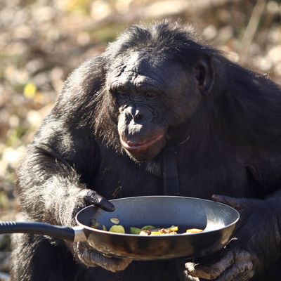 Notre cousin Bonobo