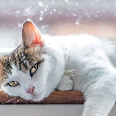 Le chat est un animal méconnu