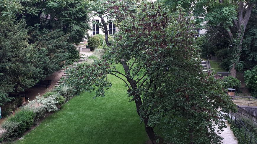 L'arbre de Judée du jardin de l'hôtel de Mortemart où se trouve Science Po Paris doit devenir un emblème pour les 150 ans de l'école.