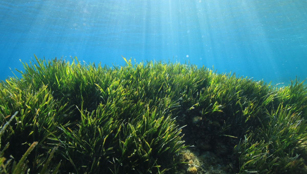 Calanques de Marseille : protéger les herbiers marins pour lutter contre le changement climatique - Vimarsana News
