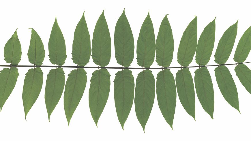 Feuille d’ailante à 29 folioles, reproduite à l’échelle 1:5.