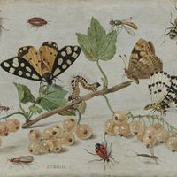 Jan van Kessel, Insectes et fruits