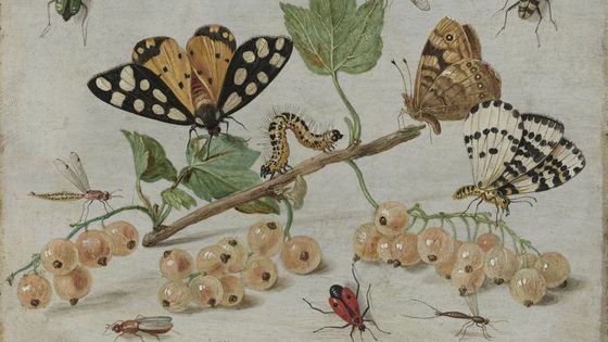 Jan van Kessel, Insectes et fruits ©Getty - Sepia Times / Universal Images Group