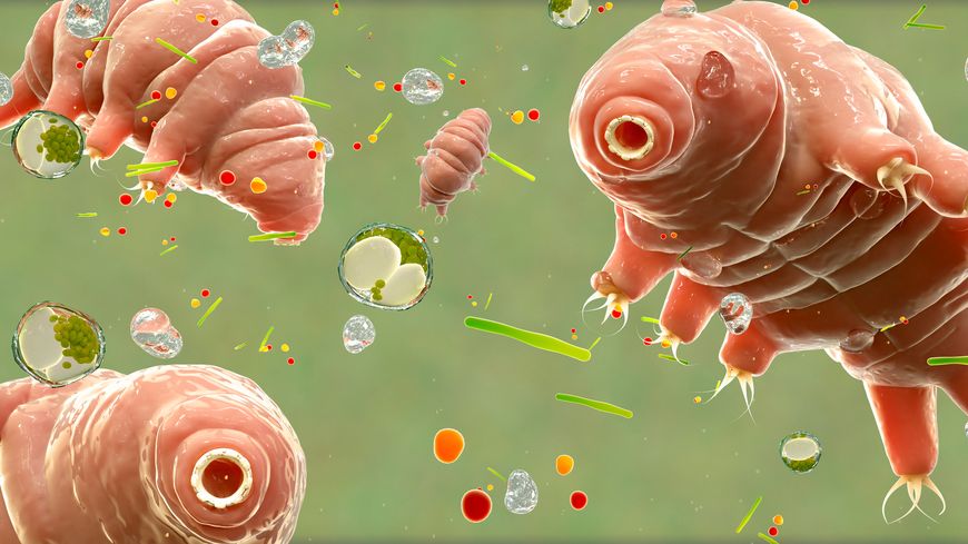 Les tardigrades sont connus pour leurs capacités de survie exceptionnelles, qu'ils doivent à la cryptobiose.