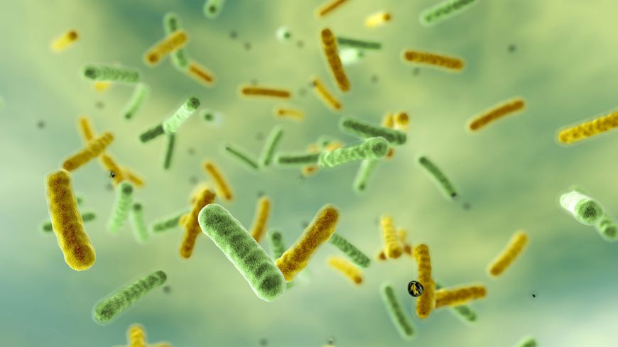 Les microbes sont aussi nos meilleurs alliés