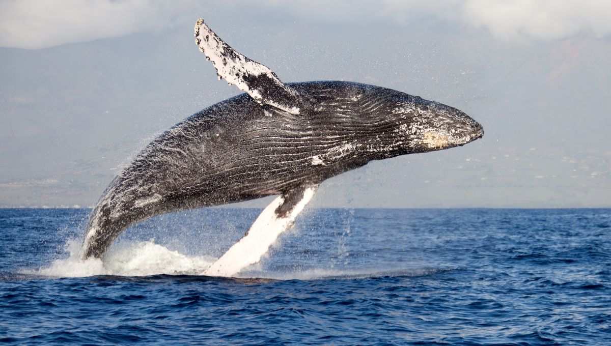 Video Hossegor Une Baleine A Bosse Observee Depuis La Plage Video Hossegor Une Baleine A Bosse Observee Depuis La Plage