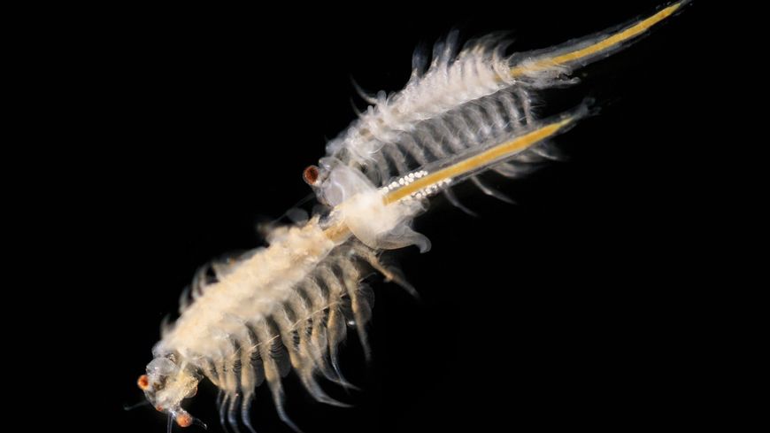 L'Artemia Salina est capable d'anhydrobiose.