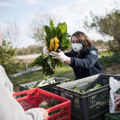 Une Association pour le maintien d’une agriculture paysanne (AMAP) est un partenariat entre des consommateurs et des producteurs locaux, reposant sur un contrat solidaire et en circuit court.