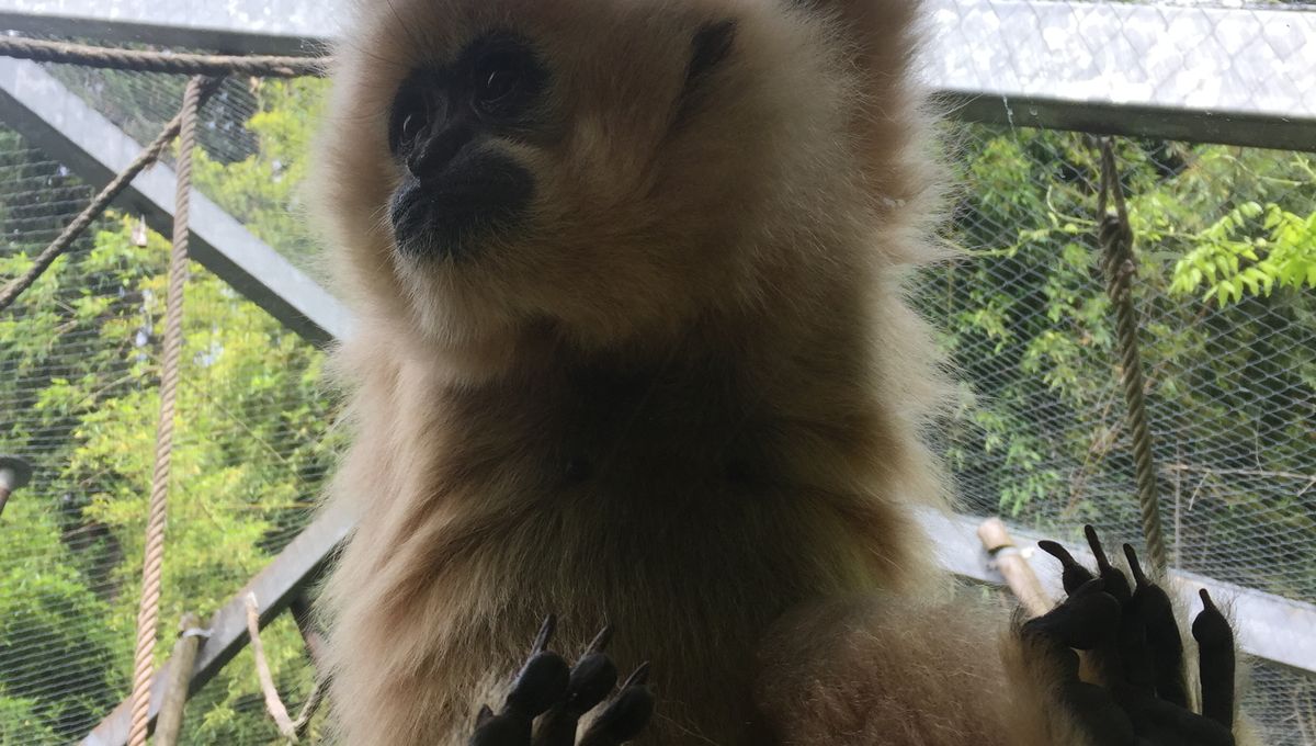 Un été au zoo de Mulhouse: les gibbons avec Aline, soigneuse - Vimarsana News