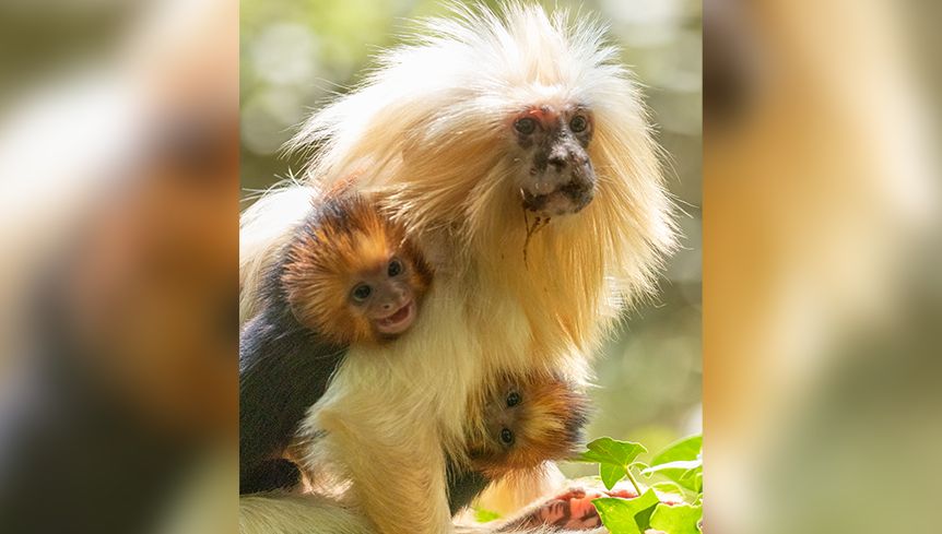 Naissance De Deux Petits Tamarins Lion A Tete Doree Au Zoo De La Boissiere Du Dore