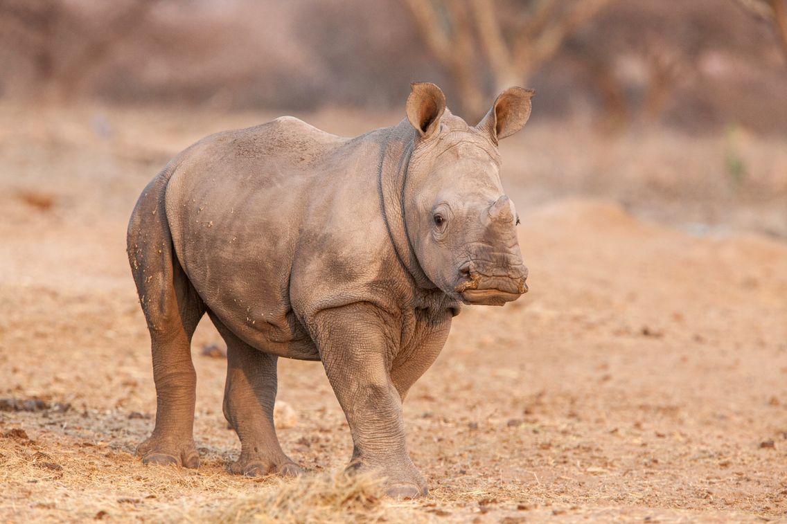 Les Pleurs Des Bebes Rhinoceros
