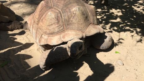 Un été au zoo de Mulhouse: le financement des programmes de conservation des espèces