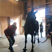 Le cheval "Tsar" rentre à l'écurie avec le cavalier et metteur en scène Bartabas. Aubervilliers, le 27 novembre 2020.
