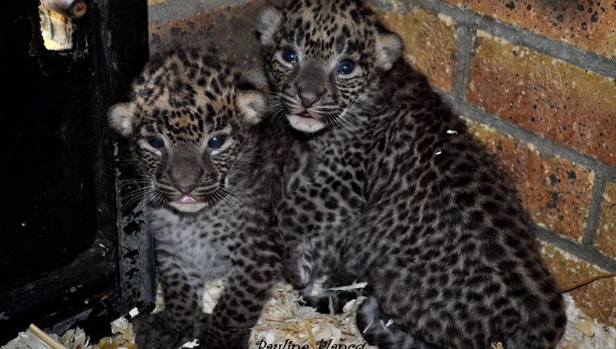 Naissances Exceptionnelles Au Zoo De Maubeuge Deux Pantheres Du Sri Lanka Une Espece En Danger D Extinction