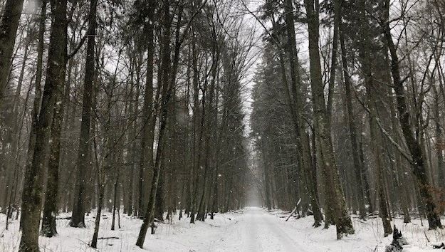 "Białowieża" : une forêt à voyager dans la nuit des temps - Vimarsana News