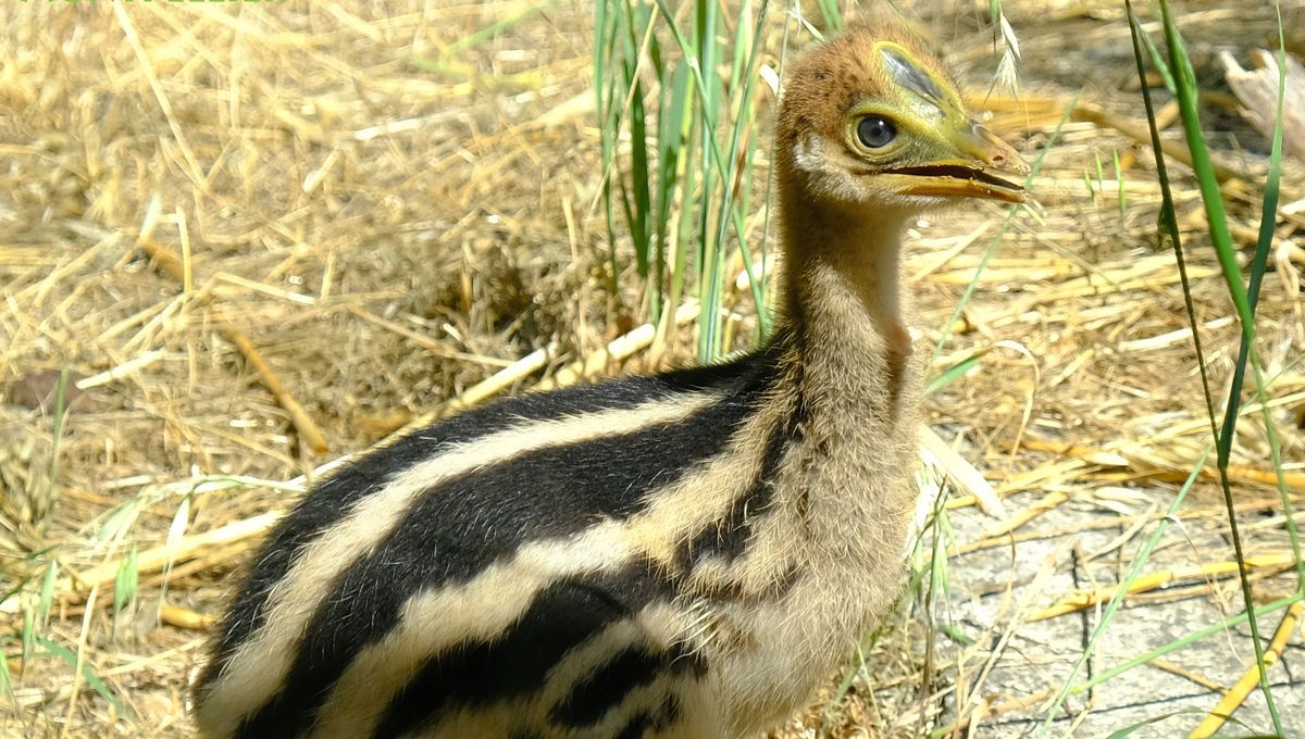 Deuxieme Naissance D Un Poussin Casoar A Casque Dans Le Zoo De Lunaret