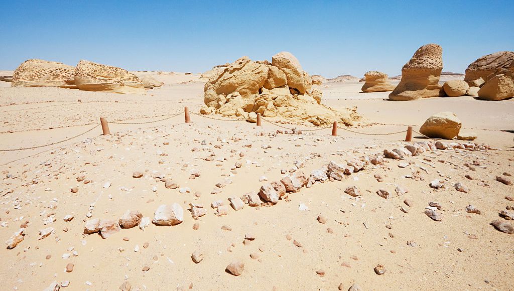 Faites connaissance avec la baleine à quatre pattes découverte en Égypte - Vimarsana News