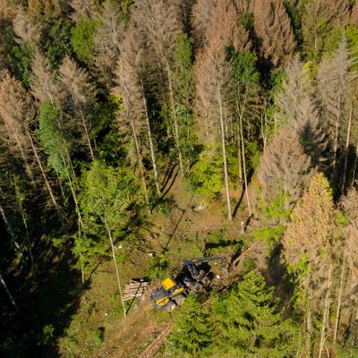 Forêts