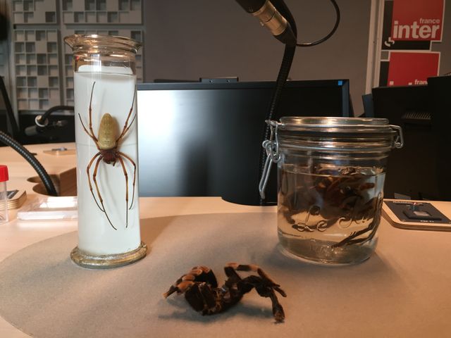 Christine Rollard est venue accompagnée de quelques araignées dans le studio de France Inter