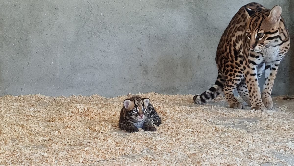 Carnet Rose Au Zoo Du Bassin D Arcachon Un Bebe Ocelot Nait Un An Apres Isis La Girafe