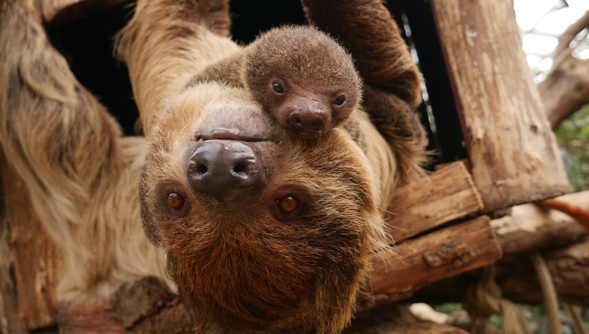 Une Nouvelle Naissance D Un Bebe Paresseux A Biotropica