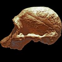 Australopithecus Africanus, crâne reconnu de l'espèce éteinte des australopithèques, débattue comme étant un ancêtre direct des humains "modernes", retrouvé à Taung, en Afrique du Sud