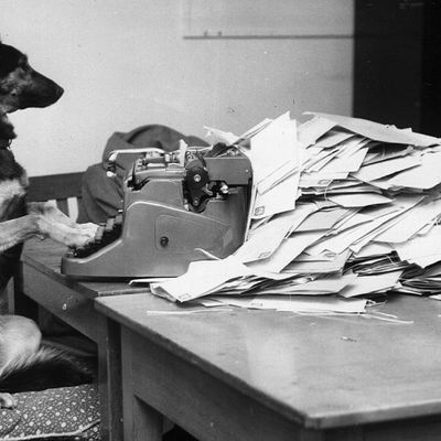Petra, le berger allemand de l'émission pour enfants de la BBC, "Blue Peter", répondant au courrier de ses fans. Photographie prise le 28 février 1964.
