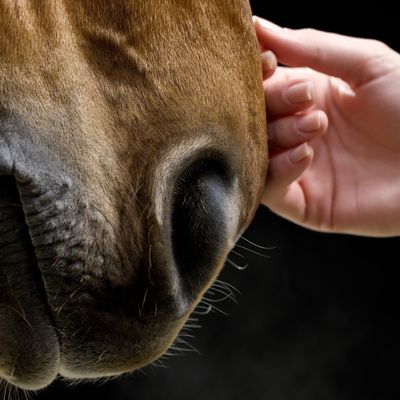 Renouer avec le monde animal
