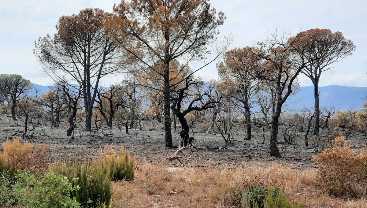 Après les feux, la vie en noir et vert dans la réserve naturelle de la plaine des Maures - Vimarsana News