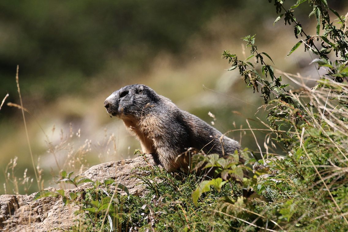 Un Depute Veut Interdire La Chasse A La Marmotte Une Pratique D Un Autre Age