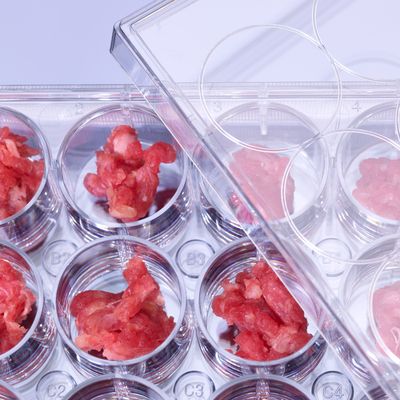 Quelles alternatives à la viande ?